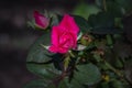 Small pink rose on bush