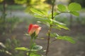 Small pink rose flower grow in the garden. Side view, closeup. Sunny summer day