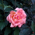 Single full bloom pink rose flower plant