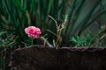 Small pink rose and green branches in our garden Royalty Free Stock Photo