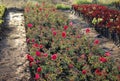 A small pink rose plants with its beautiful flowers in a nursery garden cute roses flowers stock photo. Royalty Free Stock Photo