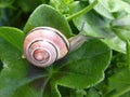 Small snail crawling on leave Royalty Free Stock Photo