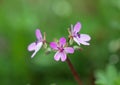 Small pink spring flowers