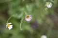 Small pink and white daisies flowers in green grass Royalty Free Stock Photo