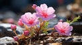 A small pink and white flower on a rock. Generative AI.