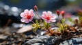 A small pink and white flower on a rock. Generative AI.