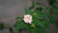 beatiful pink flowers in focus