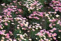 Small pink and white Marguerite Daisies, a species of Dill Daisy