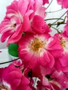Small Pink Rose Flowers, Natural Bouquet.