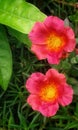 Small pink and yellow flower in a home garden