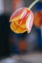 a small pink and yellow tulip in a blue vase Royalty Free Stock Photo