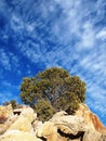 Small Pinyon