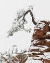 Small bent and weathered pinyon pine covered with snow