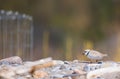 The rare piping plover Royalty Free Stock Photo