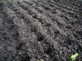 Small pits in the soil made for planting