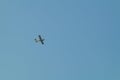Small plane flying low in the sky Royalty Free Stock Photo
