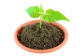 Small plant Royalty Free Stock Photo