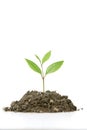 Small Plant Royalty Free Stock Photo