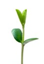 Small plant Royalty Free Stock Photo