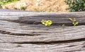 Small plant adaptation grows gray wooden surface of trunk. Little tree grows through covered with cracks. Variation and brave