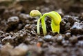 Small plant of bean