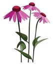 Echinacea flowers , vector or color illustration