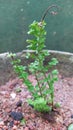 A small plant in a big pot with big sand particles as the soil.shape like sea horse.small rocks in somewhere with green background Royalty Free Stock Photo