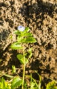 Small plant with a blue white flower. Royalty Free Stock Photo