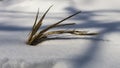 Small plant body in glimmering snow in Hungary on a cold sunny d