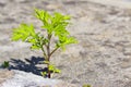Small plant born on a concrete wall - power of life concept image