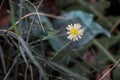 Small plant and branches