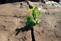 Small plant breaking through a rock