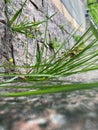 a small plant breaks through the paving stones, granite stones surround a young blade of grass that radiates an incredible desire