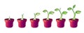 A small plant in a ceramic pot - stages of growth and development. Set of images of phased growth of a sprout in flower pots - tru Royalty Free Stock Photo