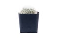 Small plant concept. Mammillaria or little cactus growth in black plastic flower pot isolated on white background, clipping path