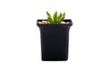 Small plant concept. Succulent growth in black plastic flower pot isolated on white background, clipping path Royalty Free Stock Photo