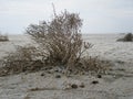 The small plant covered by white salt crystals on the surface of the white dry salt lake with cracks in the steppe Royalty Free Stock Photo