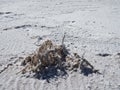 The small plant covered by white salt crystals on the surface of the white dry salt lake with cracks in the steppe on Royalty Free Stock Photo