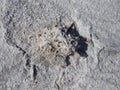 The small plant covered by white salt crystals on the surface of the white dry salt lake with cracks in the steppe on Royalty Free Stock Photo