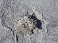 The small plant covered by white salt crystals on the surface of the white dry salt lake with cracks in the steppe on the sunny Royalty Free Stock Photo