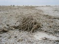 A small plant covered with white salt crystals on the surface of a dry white salt lake with cracks Royalty Free Stock Photo