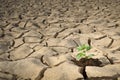 Small plant cracked soil Royalty Free Stock Photo
