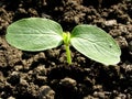 Small plant cucumber Royalty Free Stock Photo