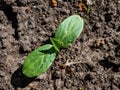 Small plant of cucumber Cucumis sativus with first leaves growing in soil in garden. Gardening and food growing concept Royalty Free Stock Photo
