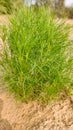 Small plant of cumin crop Royalty Free Stock Photo