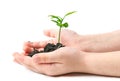 Small plant Royalty Free Stock Photo