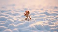 Lonely Boxwood: A Dreamy Winter Scene Captured With Nikon D850