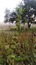 Small plant is flowering seed