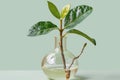 A small plant in a glass vase with water and leaves, AI Royalty Free Stock Photo