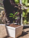 Small plant in a white ceramic pot Royalty Free Stock Photo
